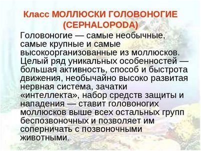 обрезанного хвоста обрезанного хвоста