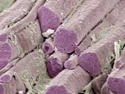 v-ssha-nauchilis-plesti-iskusstvennye-myshcy