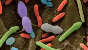 ozhirenie-i-saxarnyj-diabet-pobedit-kishechnaya-bakteriya