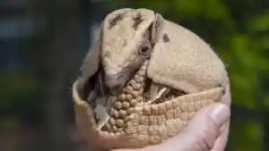 prokaza-ne-pokinula-severnuyu-ameriku