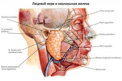 киназа КАРТЫ