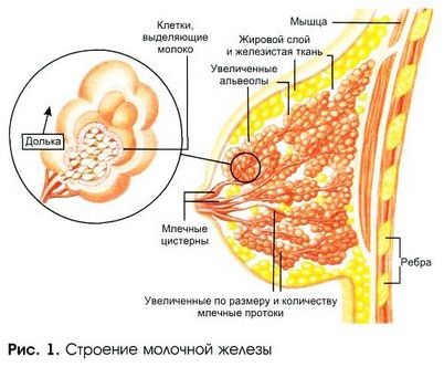 молочной железы молочной железы