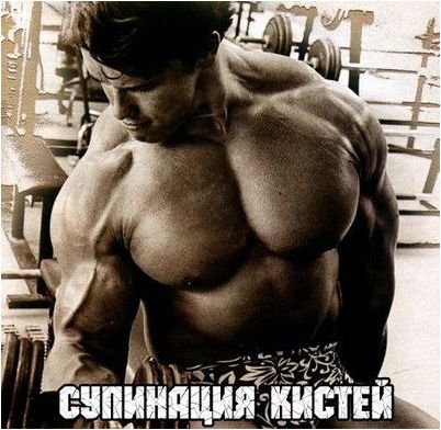 мышца мышца
