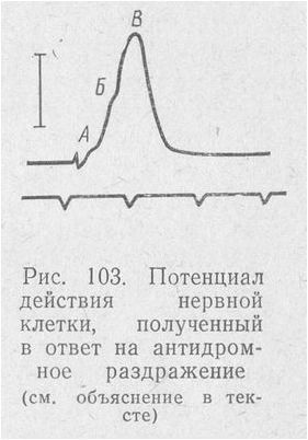 нейрон нейрон