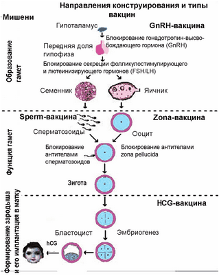 вакцина