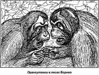 обезьяна обезьяна