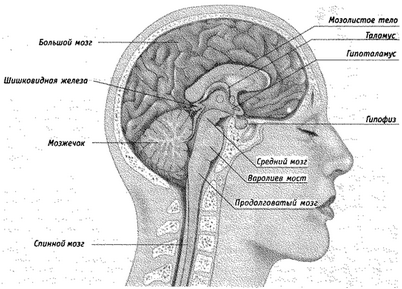 мозг