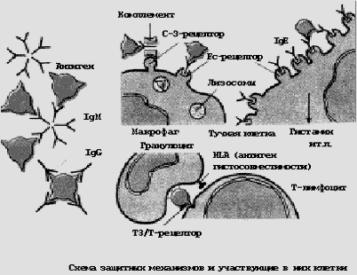 антитело антитело
