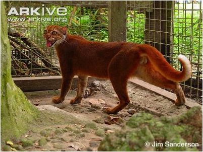 коровьей губчатой коровьей губчатой