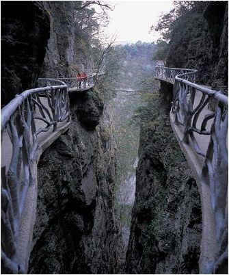 саламандра саламандра