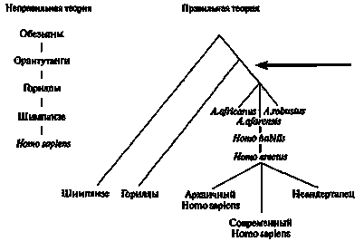 вырастить