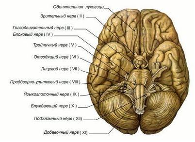 рецептор рецептор