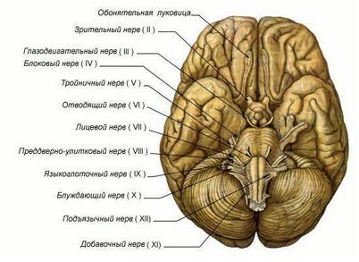 рецептор