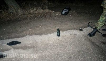 видов шмелей видов шмелей