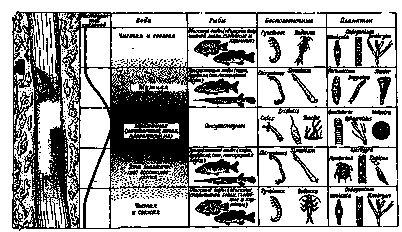 теннесси