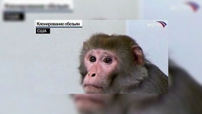 стволовой стволовой