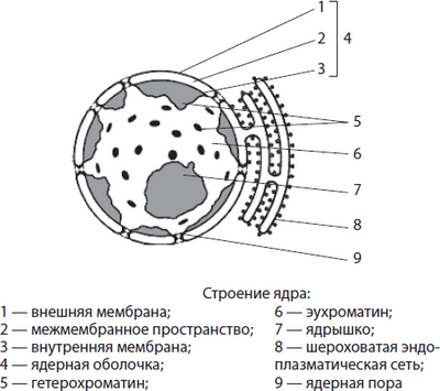 клетка клетка
