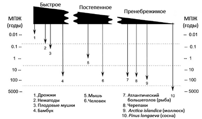 артрит