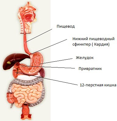 гастроэзофагеального рефлюкса