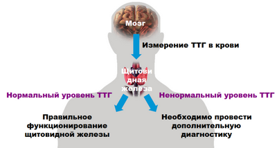 щитовидной железы