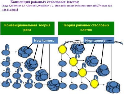 толстой кишки толстой кишки