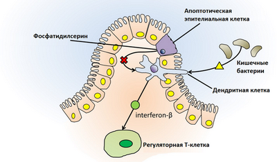 Рецептор Т-клеток обеспечивает функциональность Treg