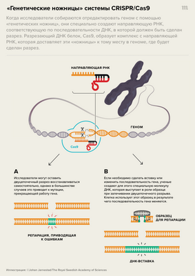 Ученые разрабатывают персонализированные анализы крови на рак с использованием полногеномного секвенирования