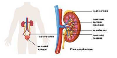Некоторые пациенты слишком тяжелы для новой почки?