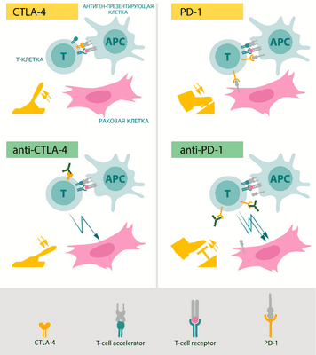 Появляются антитела для борьбы с раком Появляются антитела для борьбы с раком