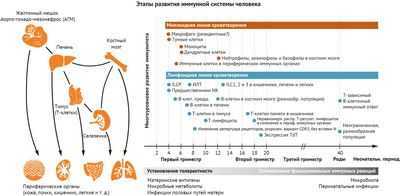 Исследования показывают крайне ограниченное разнообразие среди одной группы иммунных клеток и обнаруживают новую популяцию