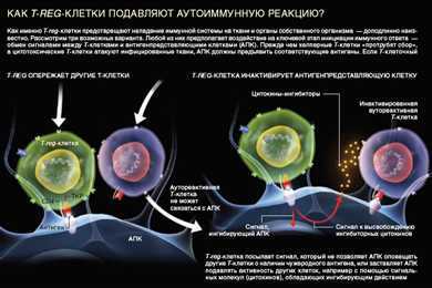 Как иммунные клетки разрушают раковые клетки: исследователи выяснили механизм