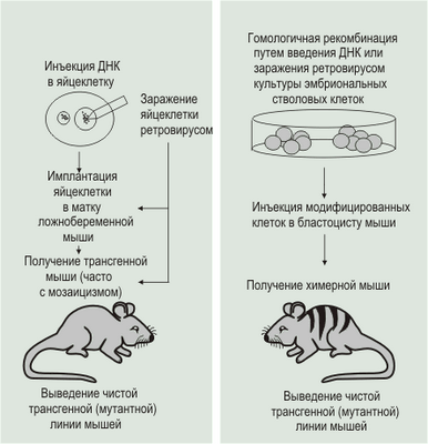 Трансгенные мыши с высокоэффективными компонентами иммунной системы человека