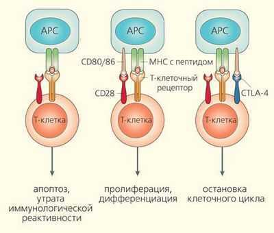 Открытие дополнительных возможностей иммунотерапии рака Открытие дополнительных возможностей иммунотерапии рака