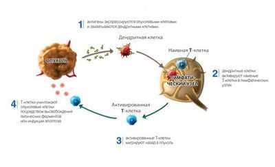 «Огромный прорыв» в понимании того, как иммунная система распознает рак «Огромный прорыв» в понимании того, как иммунная система распознает рак