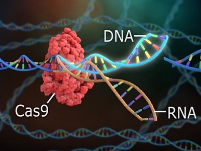 водородных связей